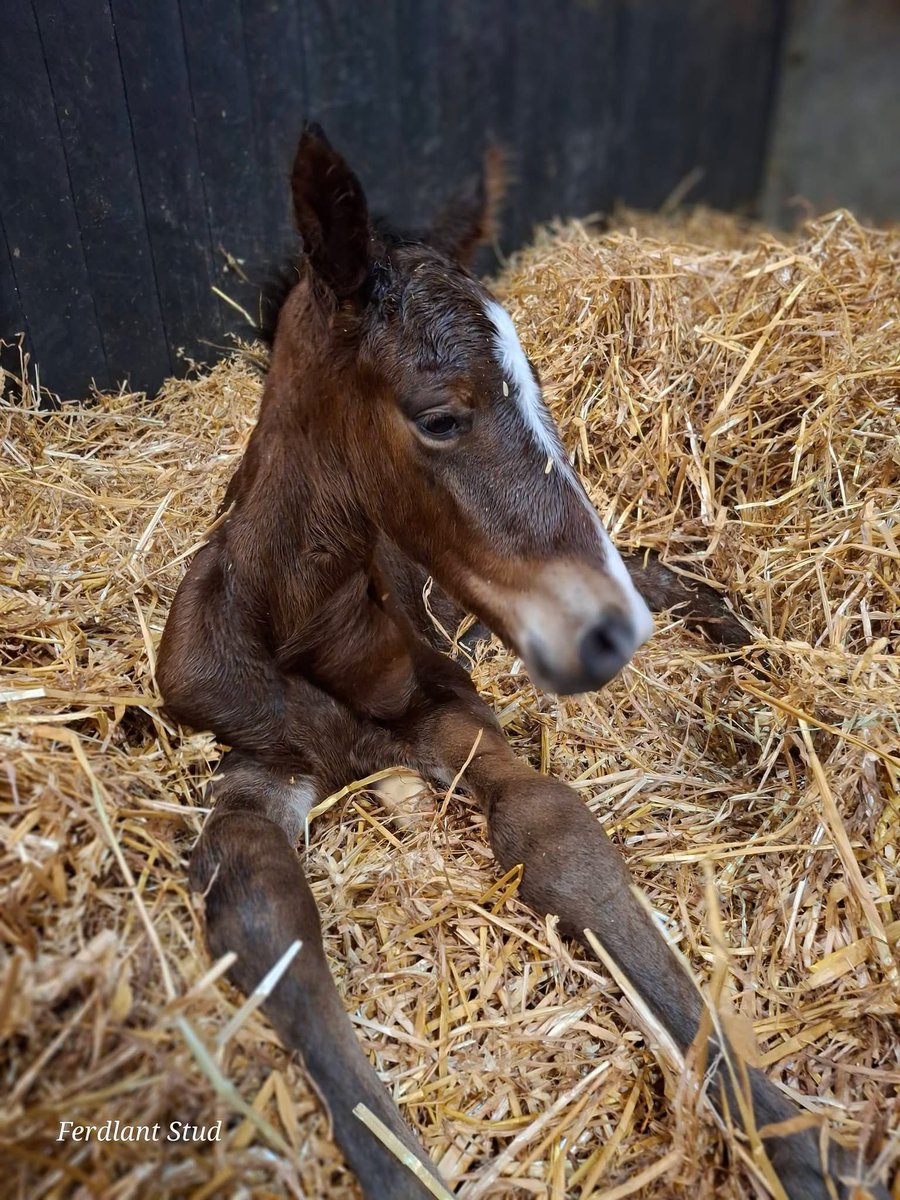 ferdlantstud's tweet photo. After keeping us waiting for 12 months and 6 days, Millie finally gave birth.
A colt foal born at 3.55 am by Fascinating Rock.
Not the easiest birth and at times like this we are very glad we have oxygen at hand.
Millie has been a star allowing us to help her baby.
@BurgageStud https://t.co/FYXQ7V1qXz