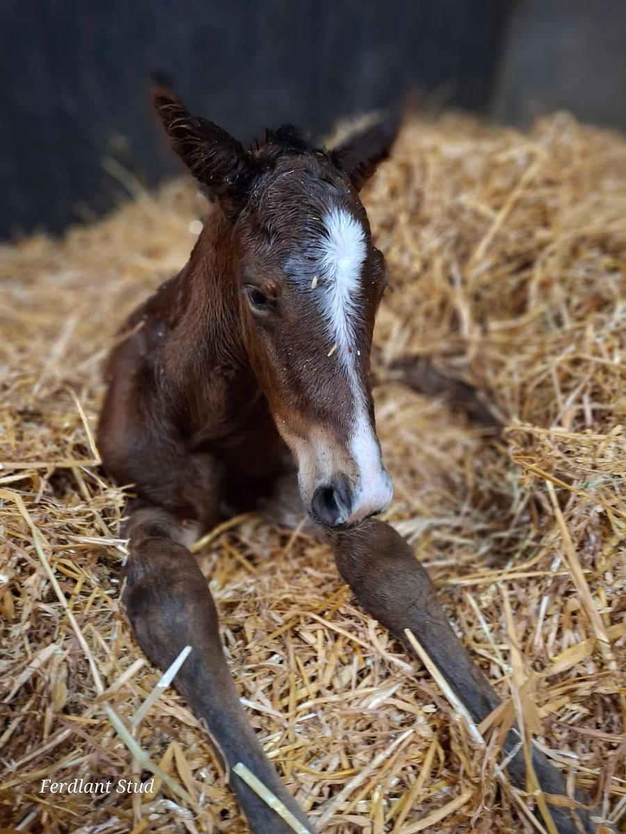 ferdlantstud's tweet photo. After keeping us waiting for 12 months and 6 days, Millie finally gave birth.
A colt foal born at 3.55 am by Fascinating Rock.
Not the easiest birth and at times like this we are very glad we have oxygen at hand.
Millie has been a star allowing us to help her baby.
@BurgageStud https://t.co/FYXQ7V1qXz