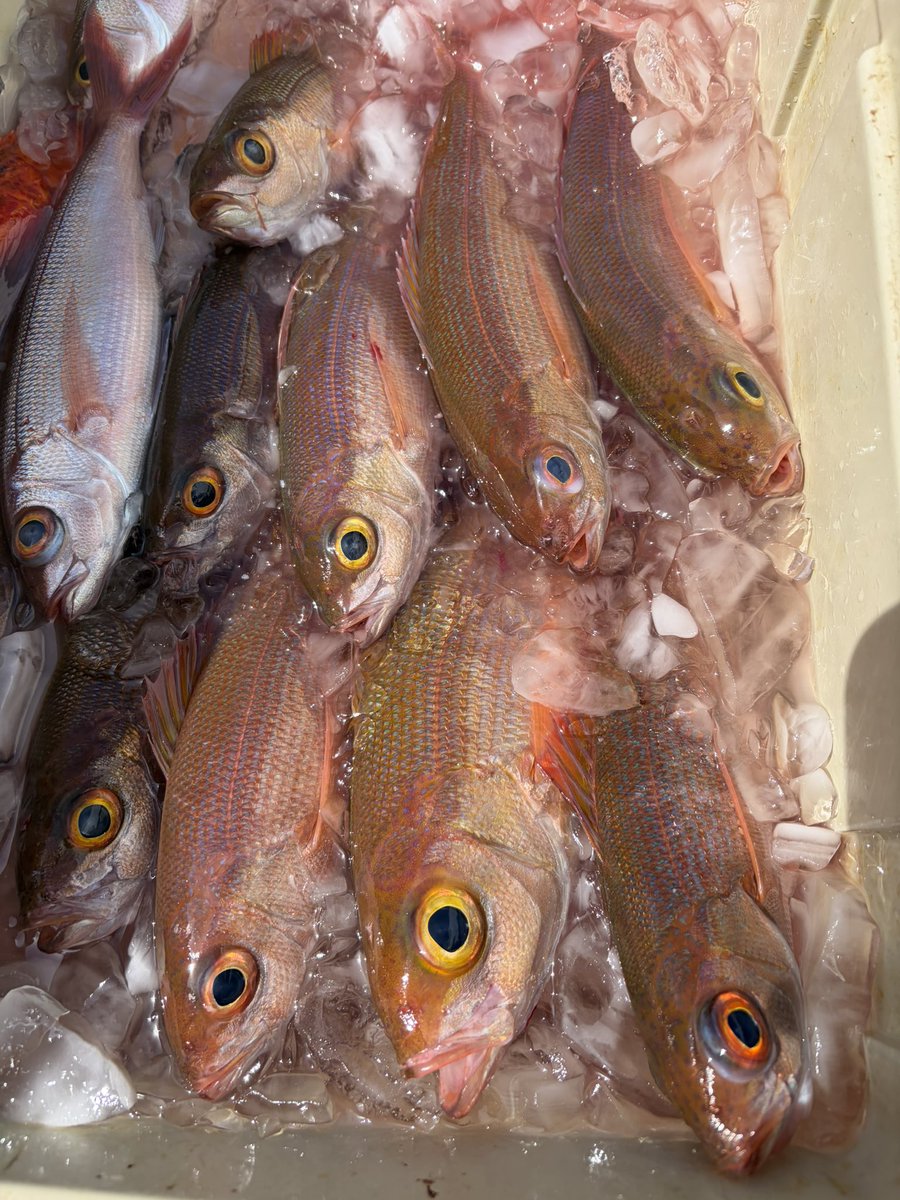 輝風丸商店 | 漁師直送一本釣り鮮魚 tweet media