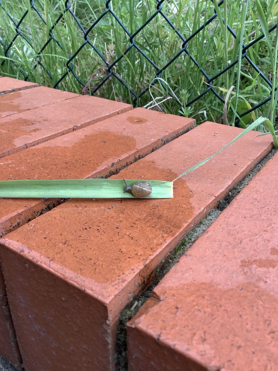 WCPSFarnham's tweet photo. Heron class found a tiny little snail outside yesterday. How cute! https://t.co/K4Iyn3FBiV