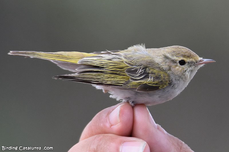 Birding Catalunya tweet media