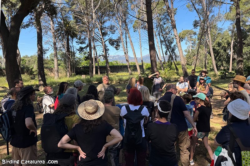 Birding Catalunya tweet media