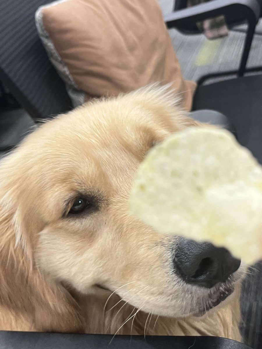 麻辣羊肉卷子 tweet media