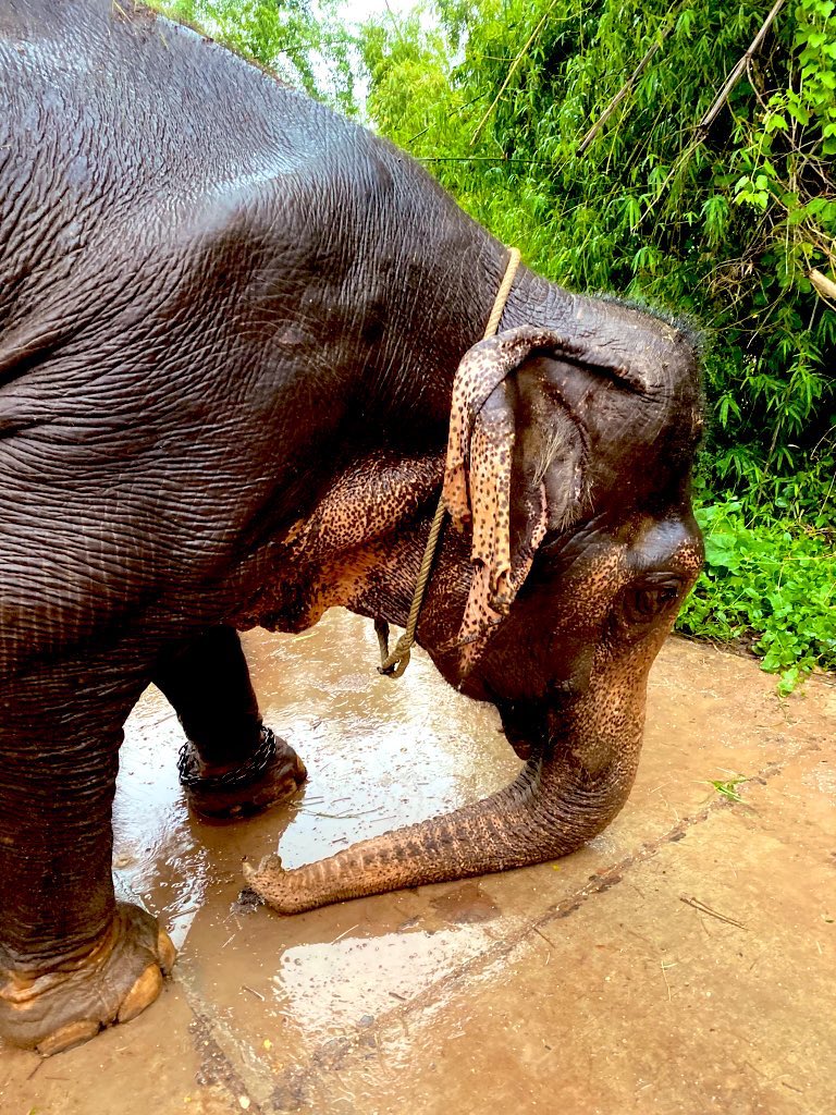 น้องช้างFamily🐘🐘🐘 tweet media