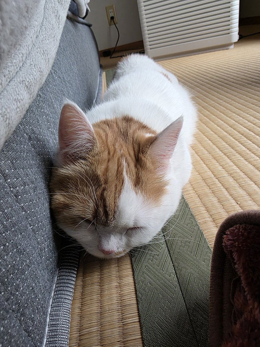 背後にツチノコおったん可愛すぎるww

#兎月家のさくとりょうとひまり 
#猫  #マンチカン