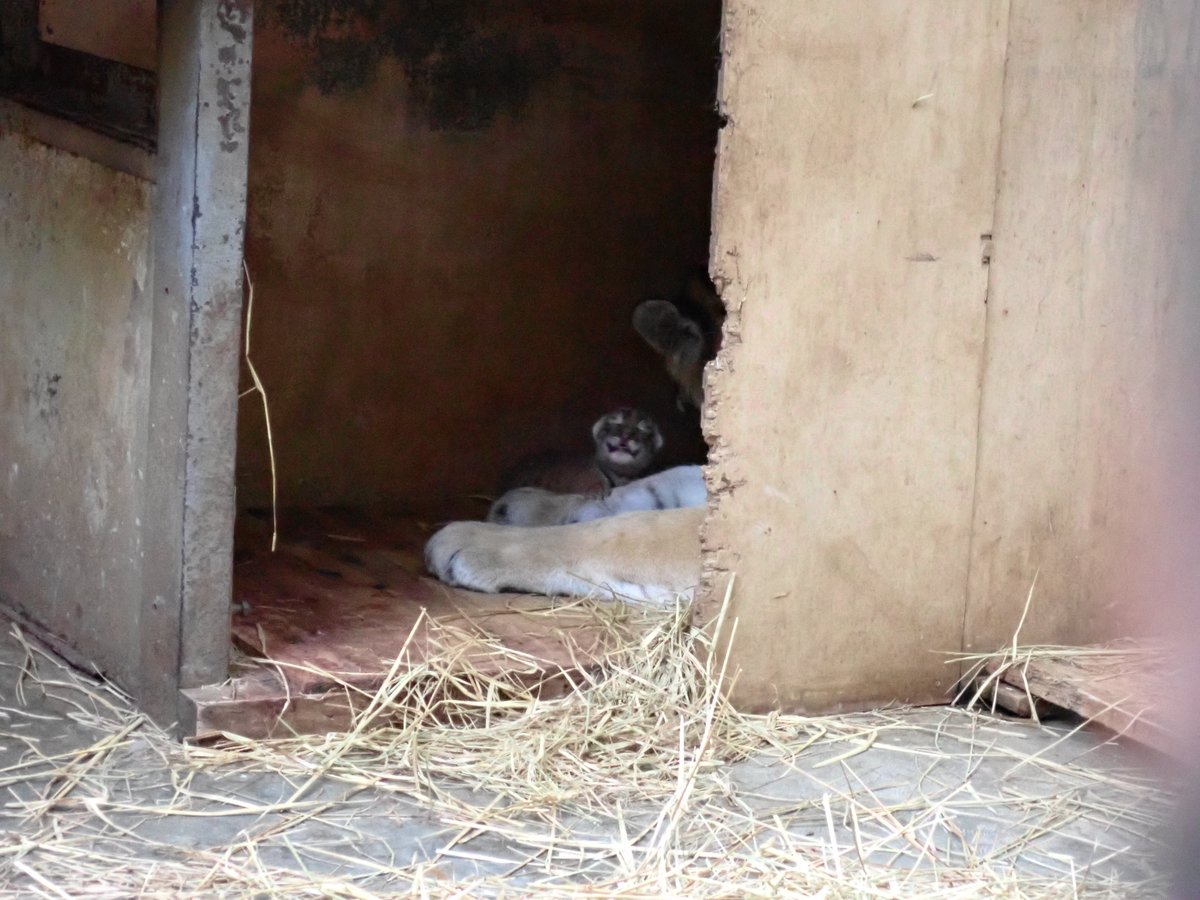 多摩動物公園［公式］ tweet media