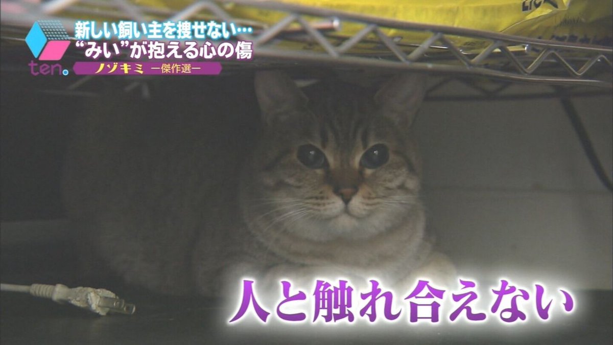 ゆめの🍳🐾 tweet media