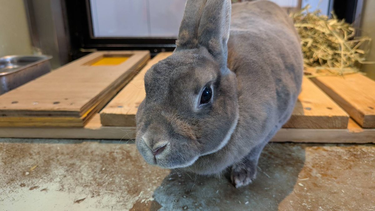 八木山動物公園フジサキの杜【公式】 tweet media