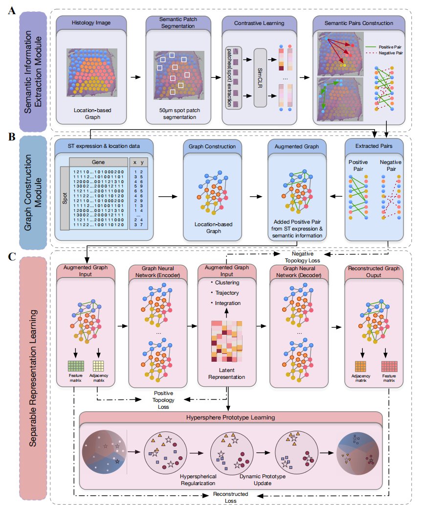 Tech_Bioinfo's tweet photo. This paper introduces S3RL, a framework that uses a Graph Transformer and hyperspherical prototype clustering to force spatial transcriptomics representations into well-separated clusters on a unit sphere 🧬🌀

The problem: Current methods struggle with blurry tissue boundaries, noisy graphs, and overlapping cell-type clusters in spatial data.

The key innovation: S3RL maps cell spot representations onto a hypersphere with "prototypes" (cluster centers) that are evenly distributed—acting like gravitational anchors that pull similar cells together and push different ones apart. This end-to-end approach combines gene expression, spatial coordinates, and histological image features via a graph that includes both positive and negative edges (telling the model which cells are functionally similar vs. different).

Key result: On the Nanostring lung cancer dataset, S3RL improves clustering accuracy (ARI) by nearly 120% over existing methods. For multi-slice alignment, it achieves over 65% improvement in partial brain slices vs. GraphST.

Biological takeaway: The enhanced data reveals clearer ligand-receptor signaling pathways (e.g., FGF-FGFR, DLL4-NOTCH4) and sharper marker gene boundaries, making cell-cell communication networks more interpretable.

Could forcing representations onto a hyperspherical manifold with evenly spaced prototypes be the missing piece for resolving tissue heterogeneity in spatial transcriptomics?

#AI #MachineLearning #SpatialTranscriptomics #SingleCell #Bioinformatics #GraphTransformer #DeepLearning

📄 Paper: https://t.co/cfMRZHHmc9