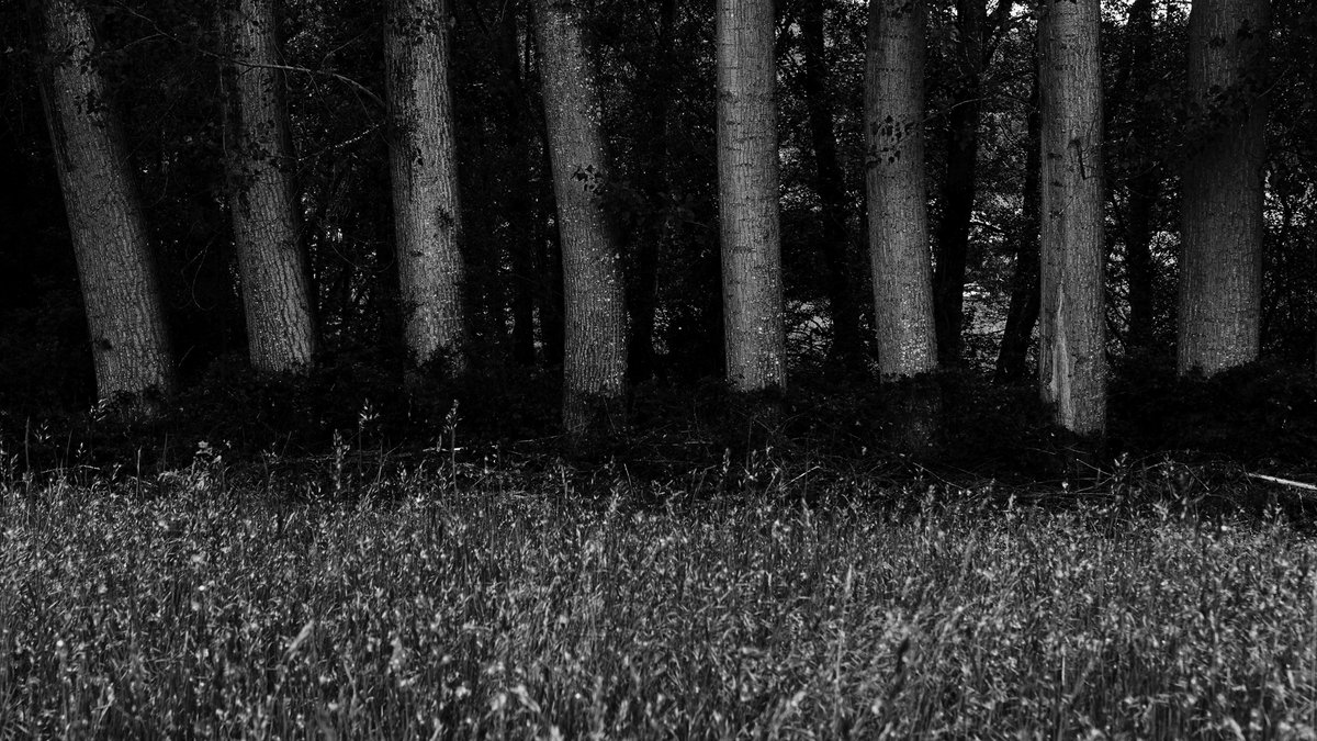 alfanuin's tweet photo. Encerrando el atardecer
#árboles #troncos #atardeceres #blackandwhitephotography https://t.co/jUzW3Vgw3z