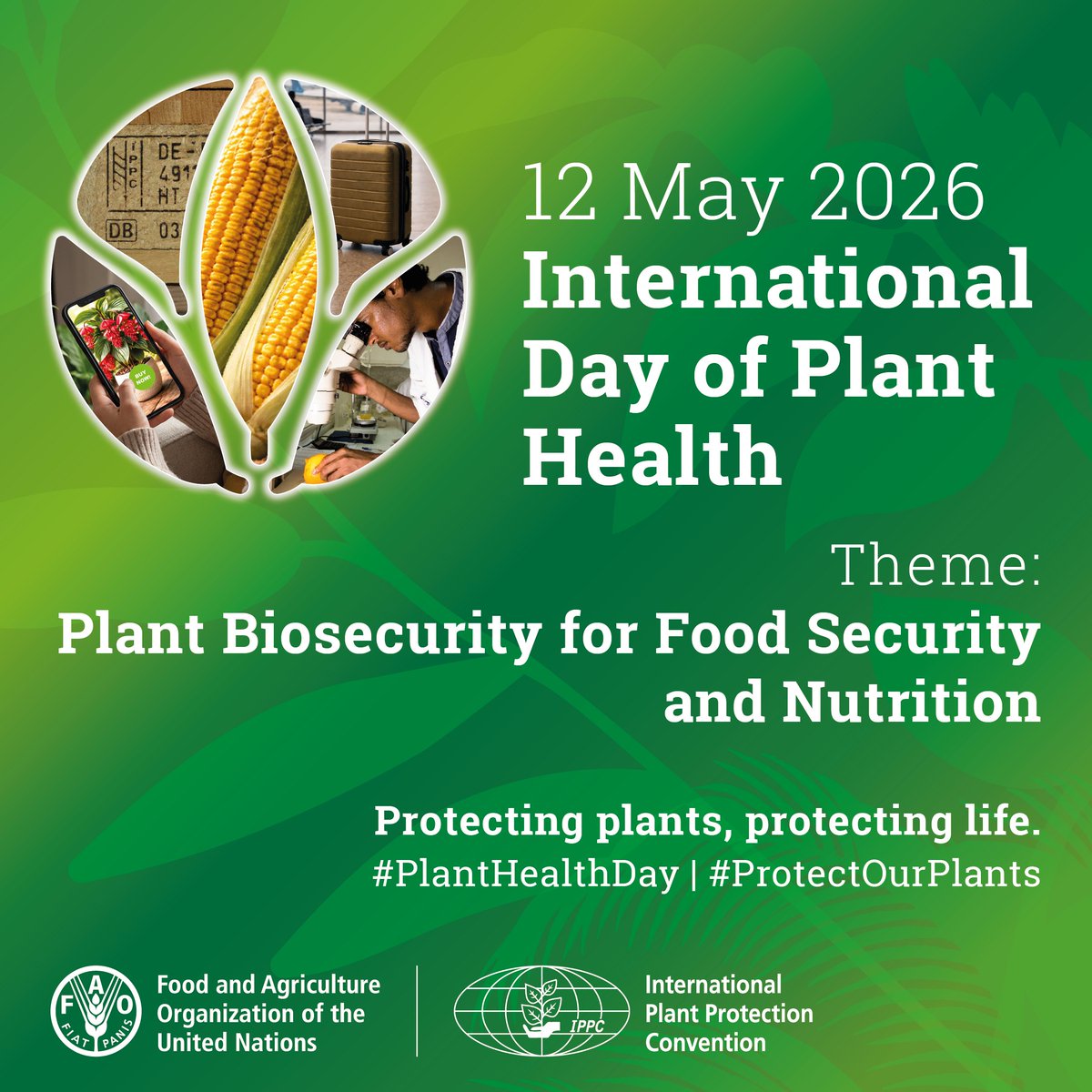 Plant Biosecurity for Food Security and Nutrition @un International Day of Plant  Health 2026; May 12th. @FAO focus on the importance of #plantbiosecurity on  #foodsecurity. https://t.co/IPye7JUiCL #Planthealthday, #12May,  #Protectourplants ...