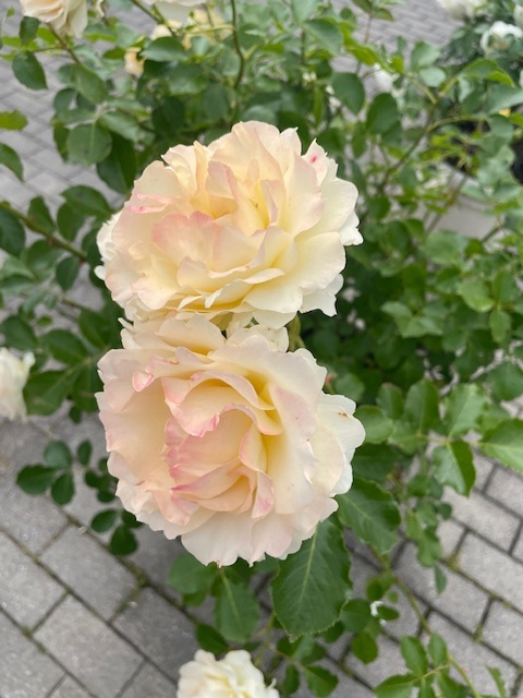 ほら見て、「センチメンタルハーニー」！ バラの花びらが水彩絵の具を