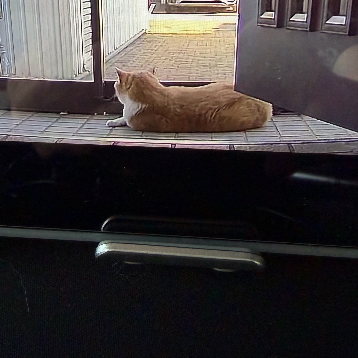 min0maru's tweet photo. ウチのニャルソックを見守るカメラ🤣 https://t.co/0533UH3jRy