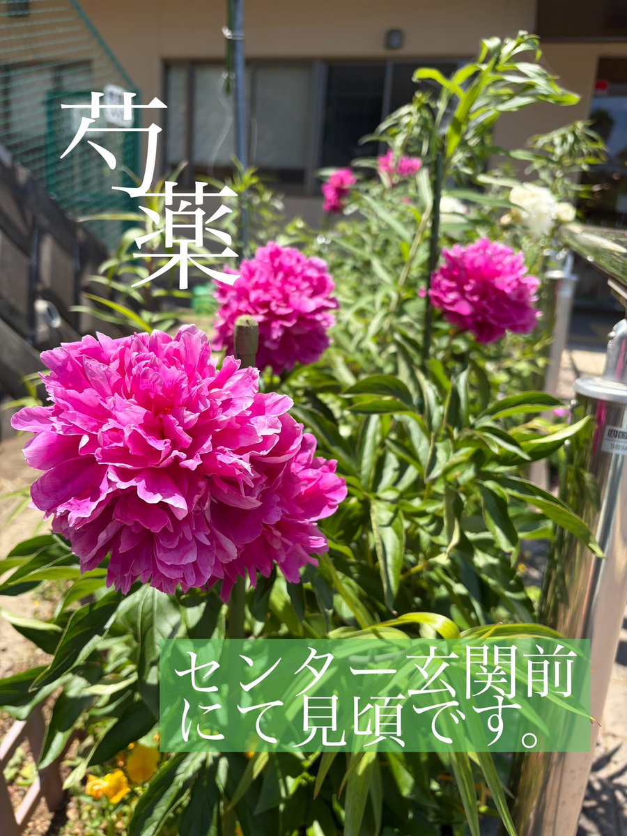 猫の芍薬と花の芍薬です。
芍薬の花言葉は「恥じらい」「はにかみ」などだそうですが、猫の芍薬もいつも隠れていて大人しい女の子です！
センターの玄関前では花の芍薬も見頃ですので、お気軽に見学にお越しください♪
#神奈川県動物愛護センター #保護猫 #新しい飼い主さん募集中  #芍薬