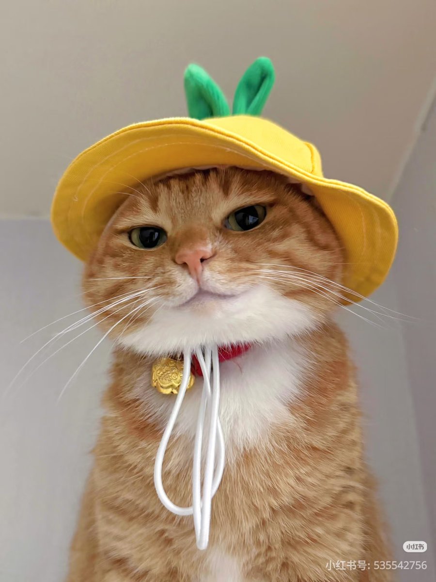ชลน แมวส้มแท้ๆ 🐱 tweet media