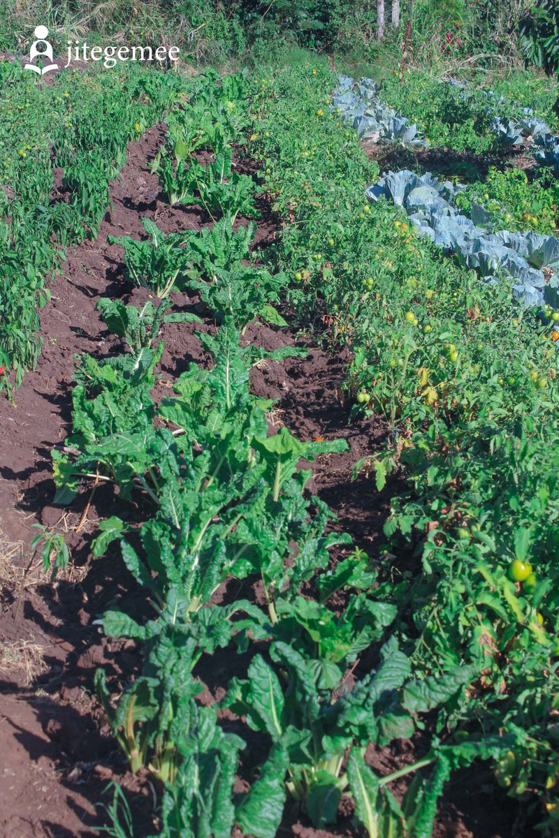 JitegemeeOrg's tweet photo. At Jitegemee, we don’t just teach sustainability—we live it. 🥬
Our on-site farm provides fresh, organic vegetables for our students' meals while serving as a hands-on classroom for caregiver livelihood training.
Investing in self-dependency means building a future that lasts. https://t.co/ZI4DxFdPuz