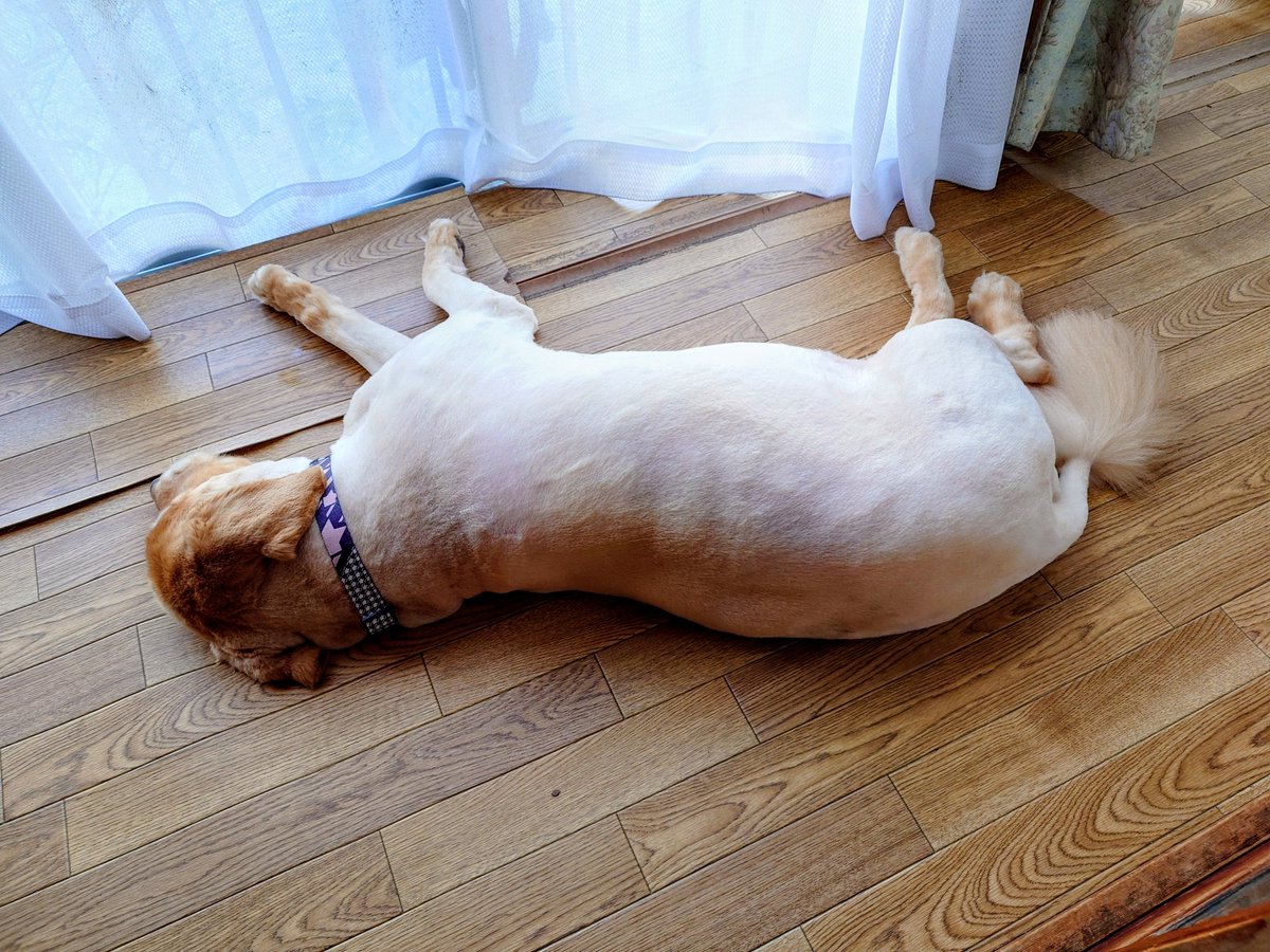 threat96's tweet photo. 2ヶ月に1回行かせてるトリミング、家族にオーダー任せたら別の犬種になっちゃった犬。 https://t.co/DmAvXP723l