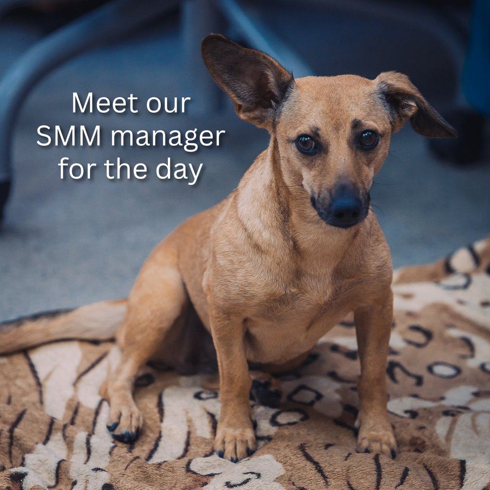 intext_com's tweet photo. Today our PM Mini Assistant Hera took over InText’s social media in exchange for extra treats 😁

What do you think – has she nailed the new role? https://t.co/UNKkkQfKsJ