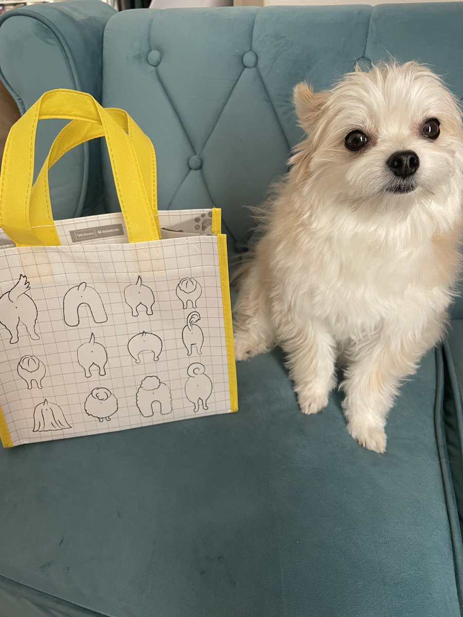 めろめろになる犬 tweet media