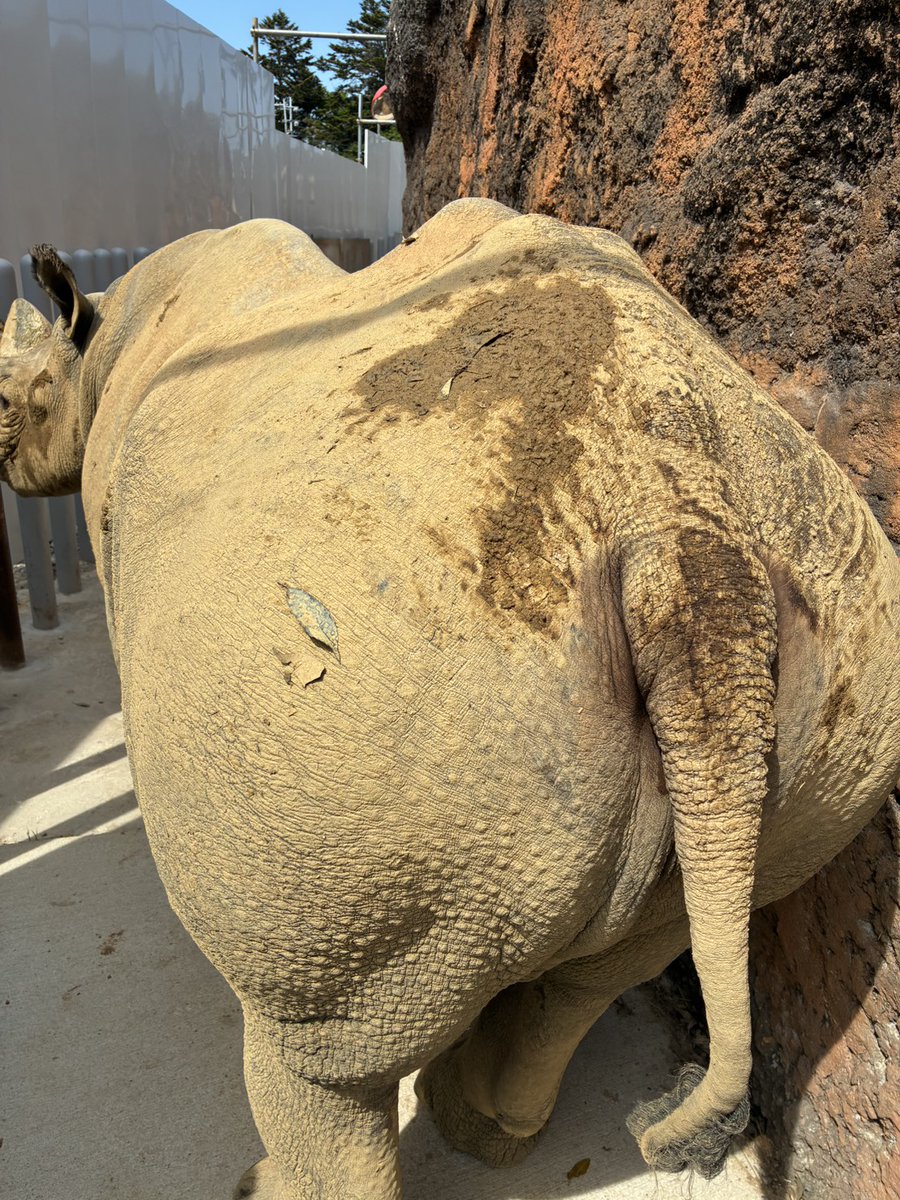 八木山動物公園フジサキの杜【公式】 tweet media