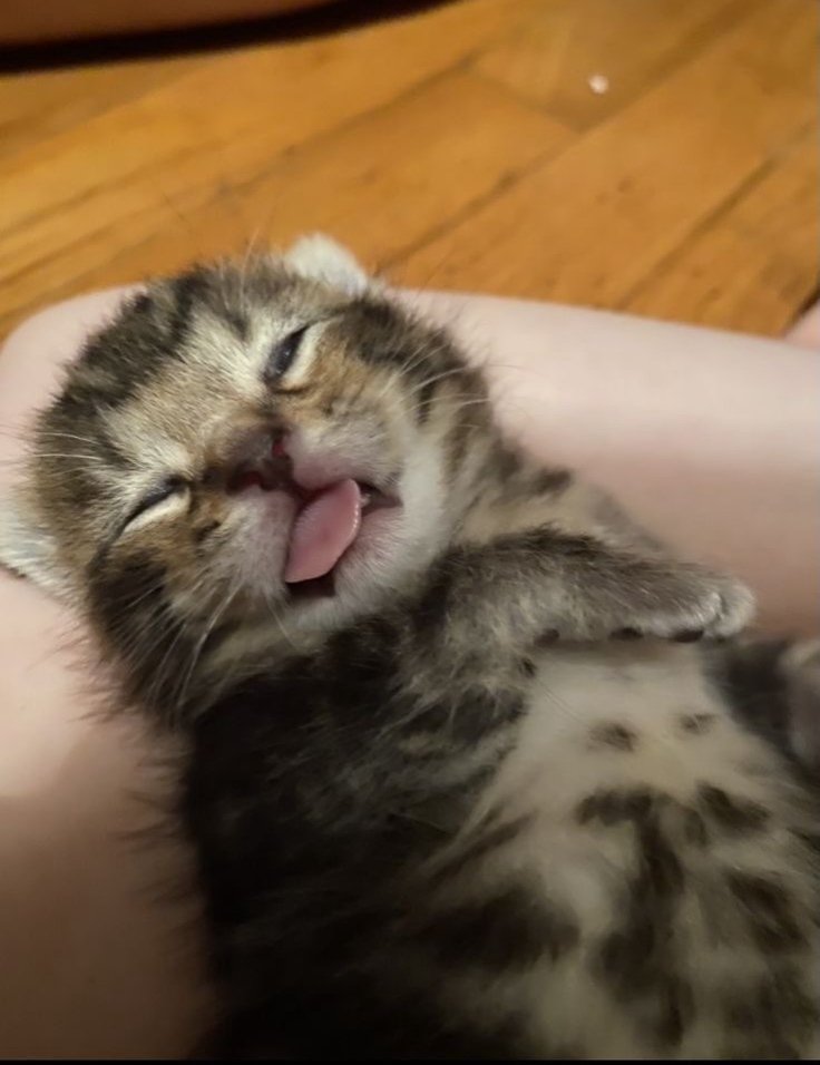 Daily Cat Posts tweet media