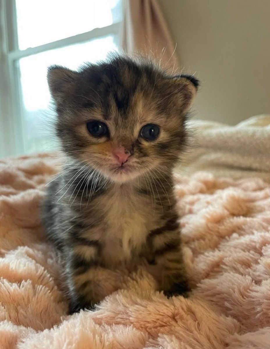 Daily Cat Posts tweet media