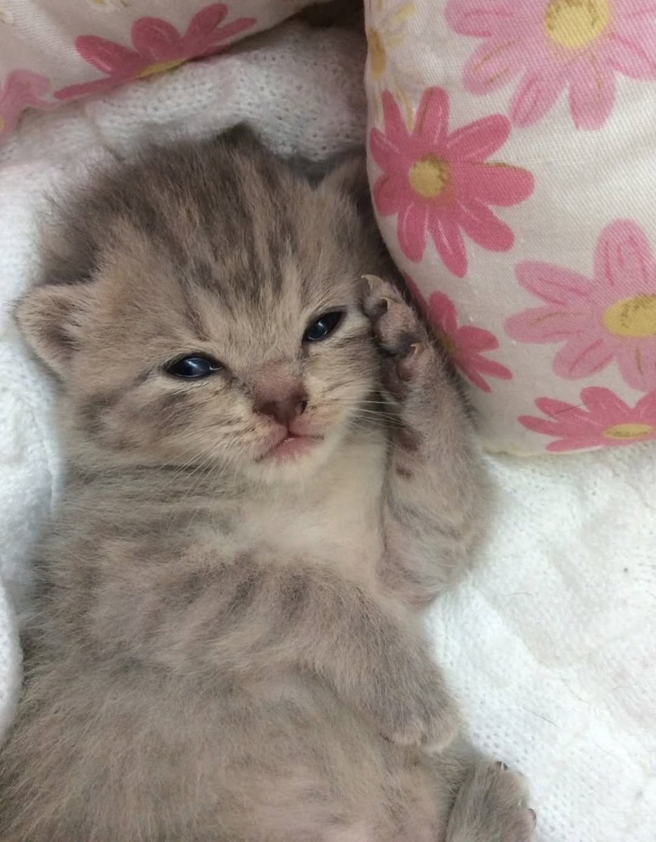 Silly kitty sleeping and still looking super cute 🥰