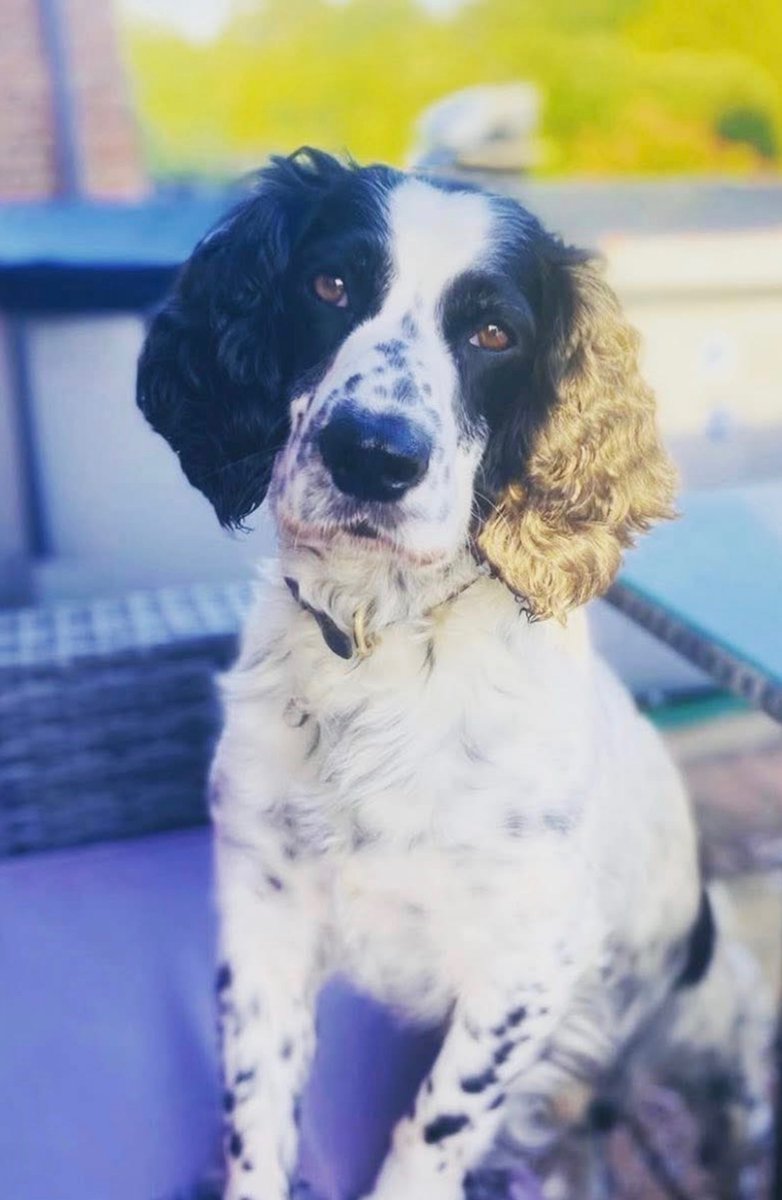 Essex Retired Police Dogs Fund tweet media