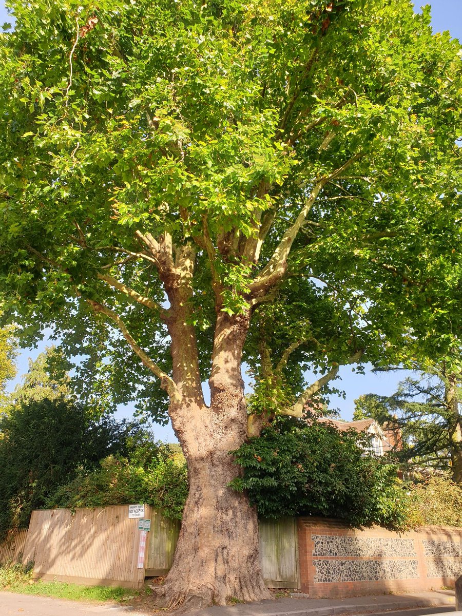 Thames Path National Trail tweet media
