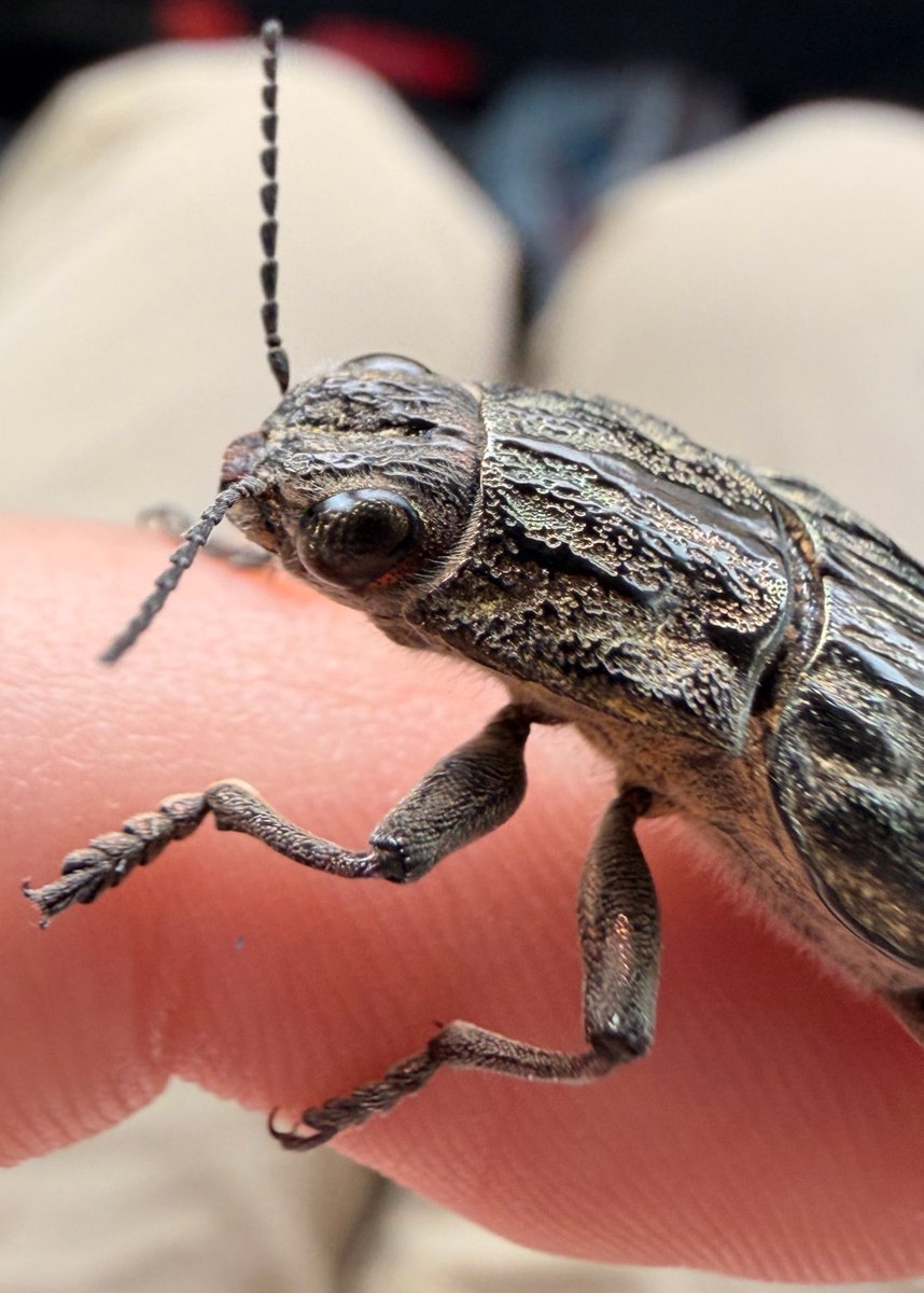 ウバタマムシいました！

養老孟司と小檜山賢二の虫展を見てから
虫の細かいところを観察するようになりました
背中の筋や細かい凹凸が美しいです✨🪲