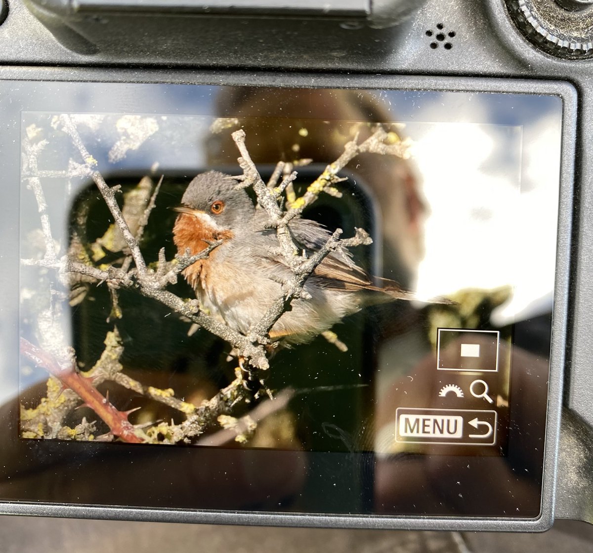 Beachy Head Birder tweet media