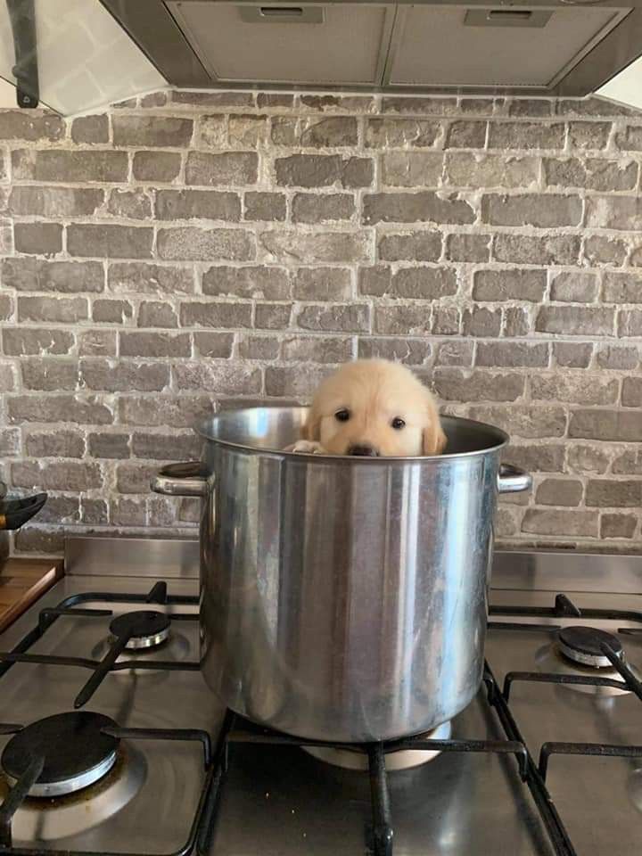 theDogLovers tweet media
