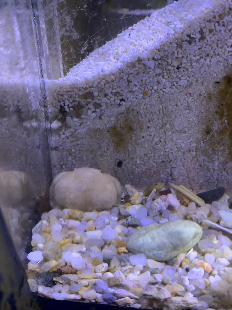 WMNH's tweet photo. ディープな人向けの展示水槽その3
普段あまり動かないし、パッと見は小石とほぼ変わらないので、どこにいるのか探すのも慣れないと難しいのですが、よーーーく見ると結構愛嬌あります。　#マルタマオウギガニ　#和歌山県立自然博物館 https://t.co/pEJloCCwhh