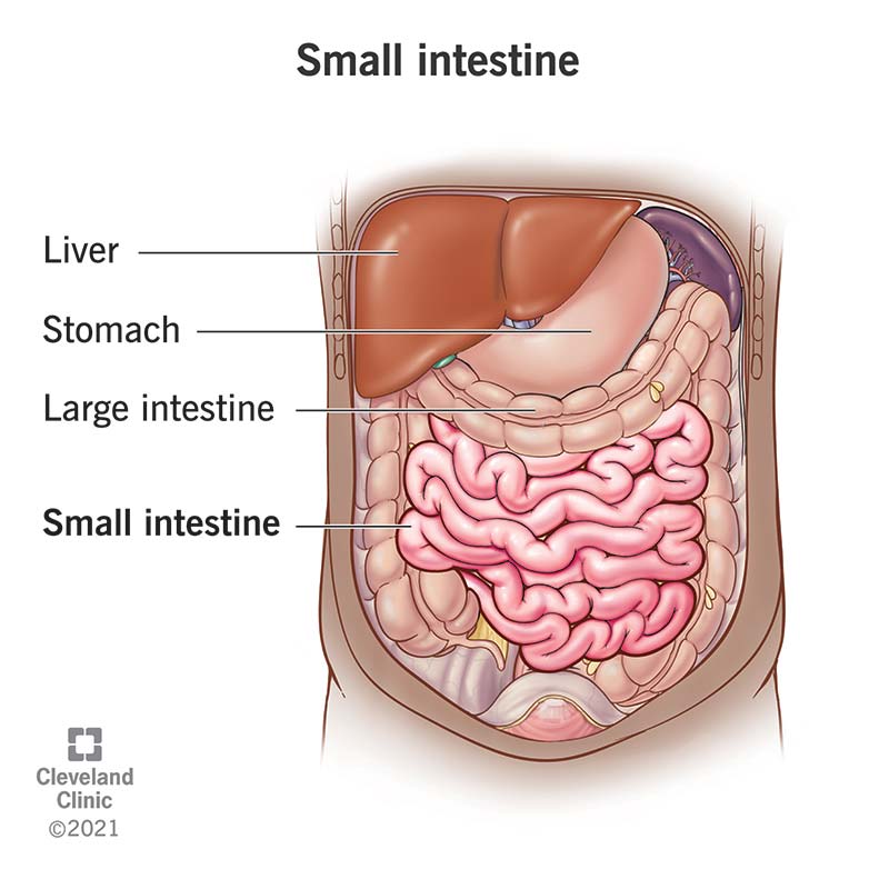 CitiznOfIndia33's tweet photo. Remember large intestine and small intestine https://t.co/xVouHylWAv