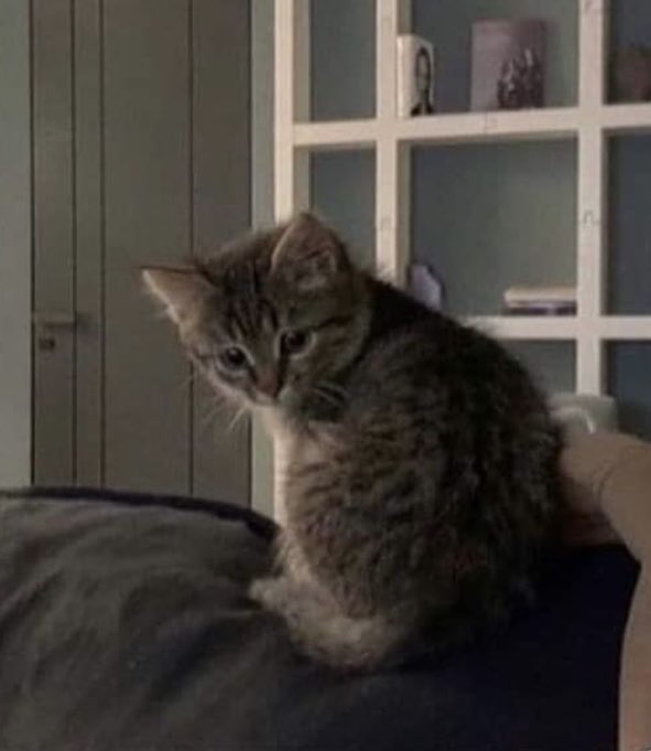 The Cats 𝕏 tweet media