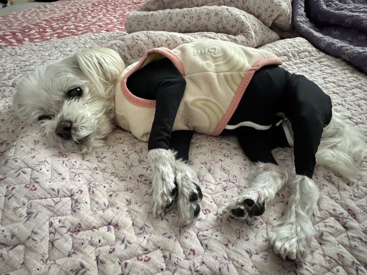 Sue0212's tweet photo. SAM'S CLUB PHARMACY ALMOST KILLED MY DOG.
They dispensed 100mg of Spironolactone instead of the prescribed 10mg. That is a 1000% OVERDOSE for 14year old, 6.9lb dog fighting heart failure with taking 5 meds already.
#SamsClub #Pharmacy #PetSafety #MedicalError #AnimalRights https://t.co/WNd0FQDsHc