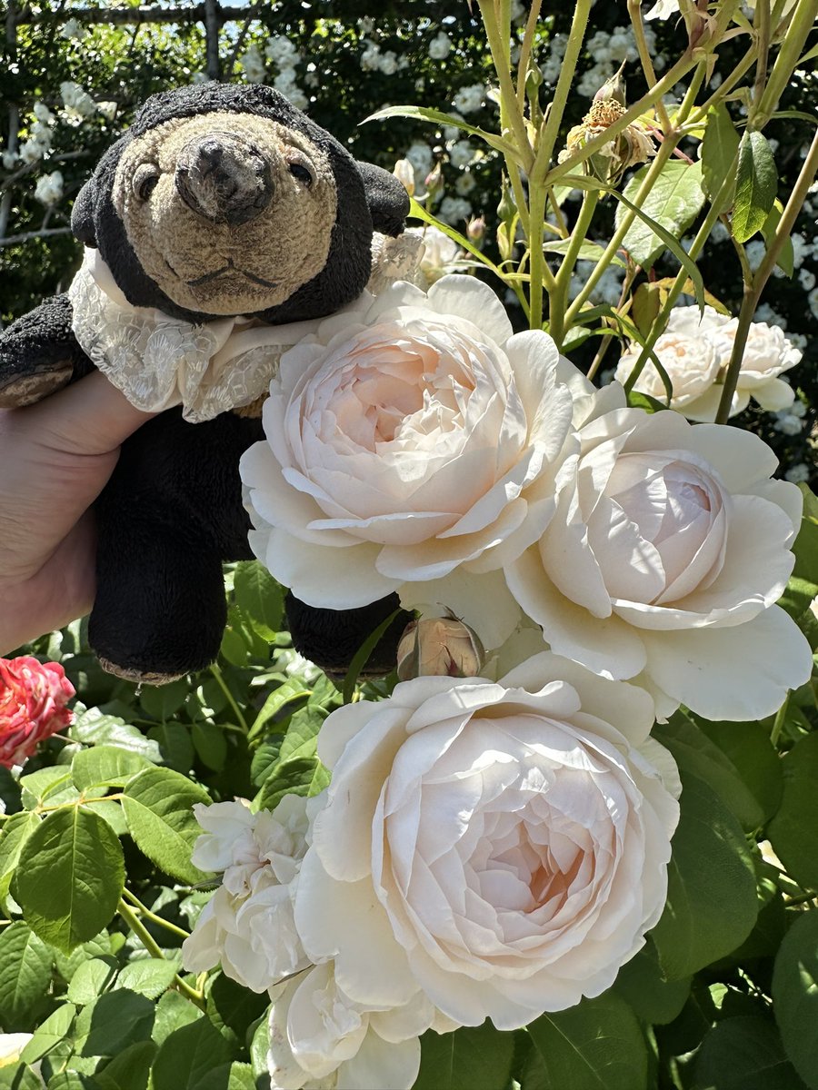 くまこ くまこ (@kumaco38) on X