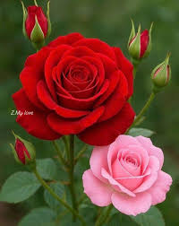 Kamal Khan tweet media