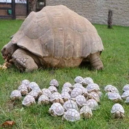 Hana_b30's tweet photo. 80 year old tortoise and her babies. https://t.co/veeoyFjs8A