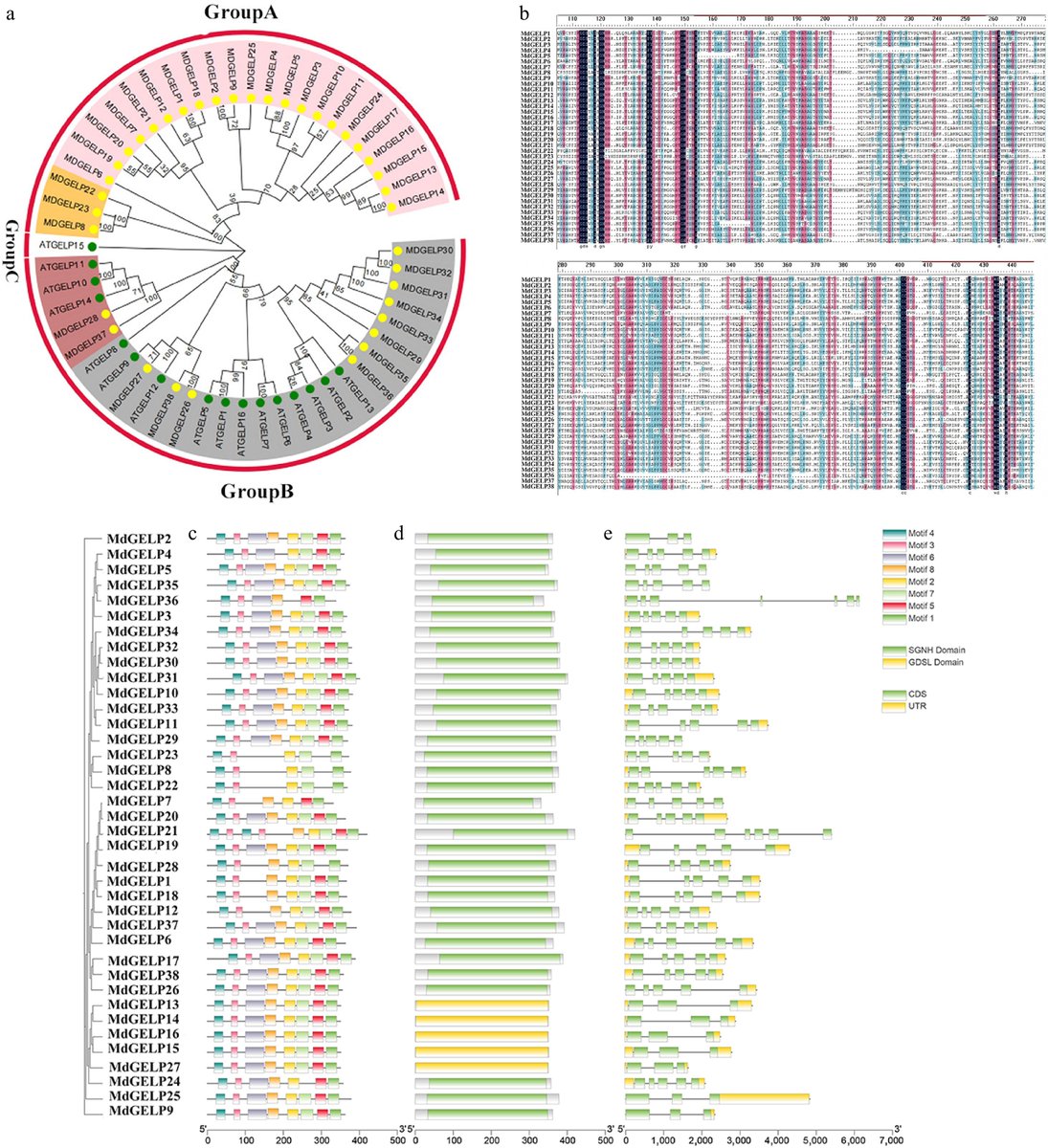 HortiPlant's tweet photo. #FruitRes
Apple's 38 MdGELP genes show tissue-specific expression & abiotic stress response, offering a foundation for functional studies.
@MaximumAcademic @NewPhyt #Apple #GDSL
Details: https://t.co/vWxlyaa03w https://t.co/mbtPVkxoMq
