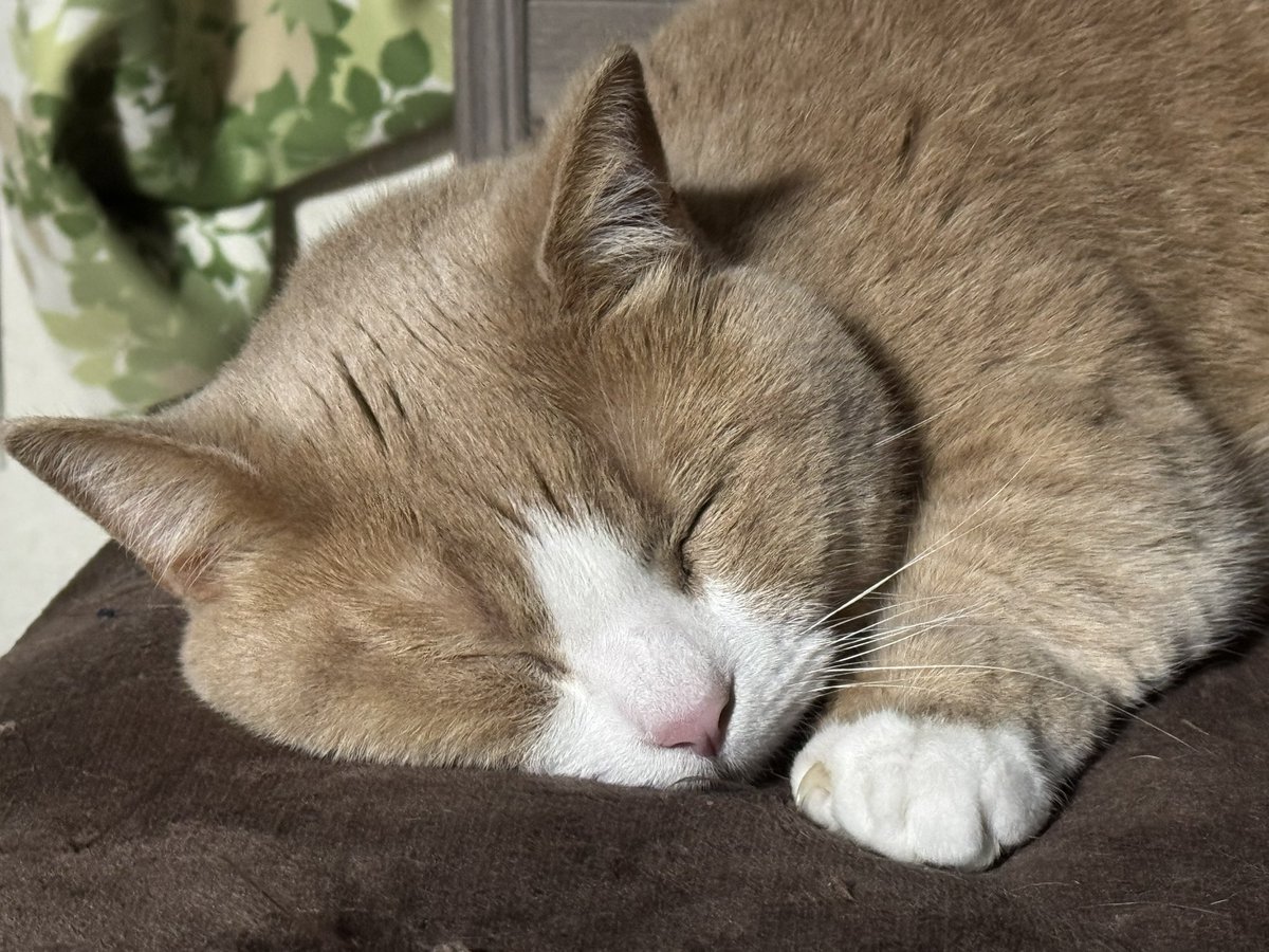Silfzard's tweet photo. たまには猫の寝顔でも https://t.co/cdviNLzUVW