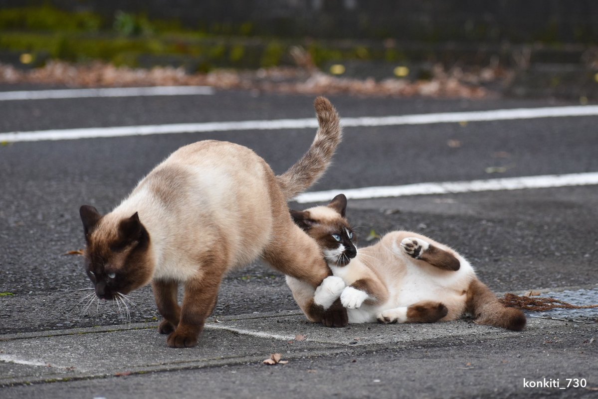 こんきち (猫写真) tweet media