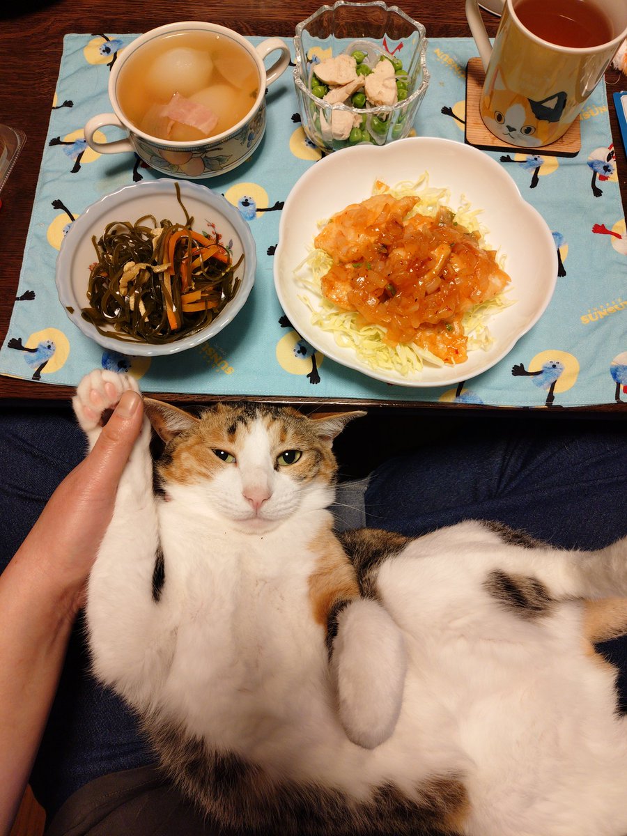 Vetrix25's tweet photo. @User52528b Have a cat https://t.co/5fdo0wibhO