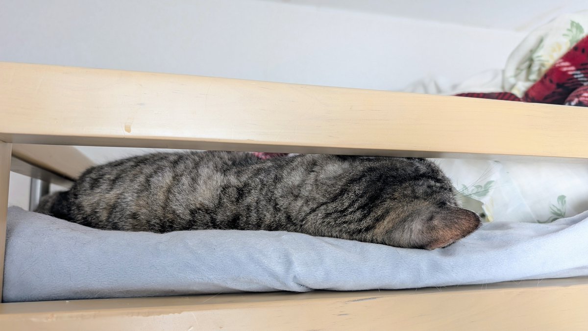 ねこさん NYAoooo！！2 | Yell World｜エールワールド