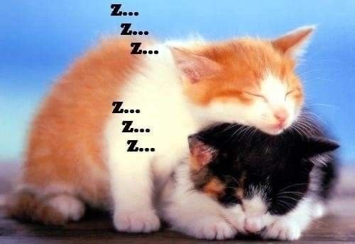 Miaw tweet media