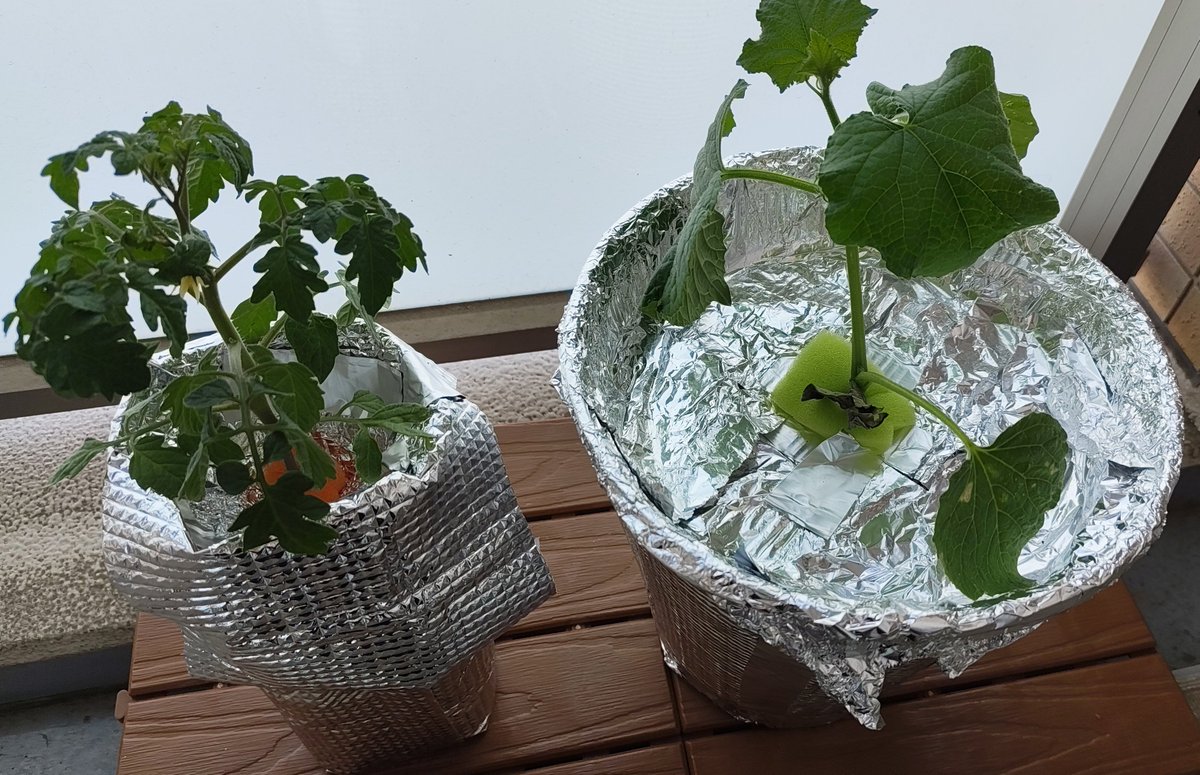 LaimuMaple's tweet photo. 夏の野菜は大半子供の食べるトマトときゅうりなので
ベランダ水耕栽培はじめました🍅🥒
どうなることやら https://t.co/Pu49XlnM23