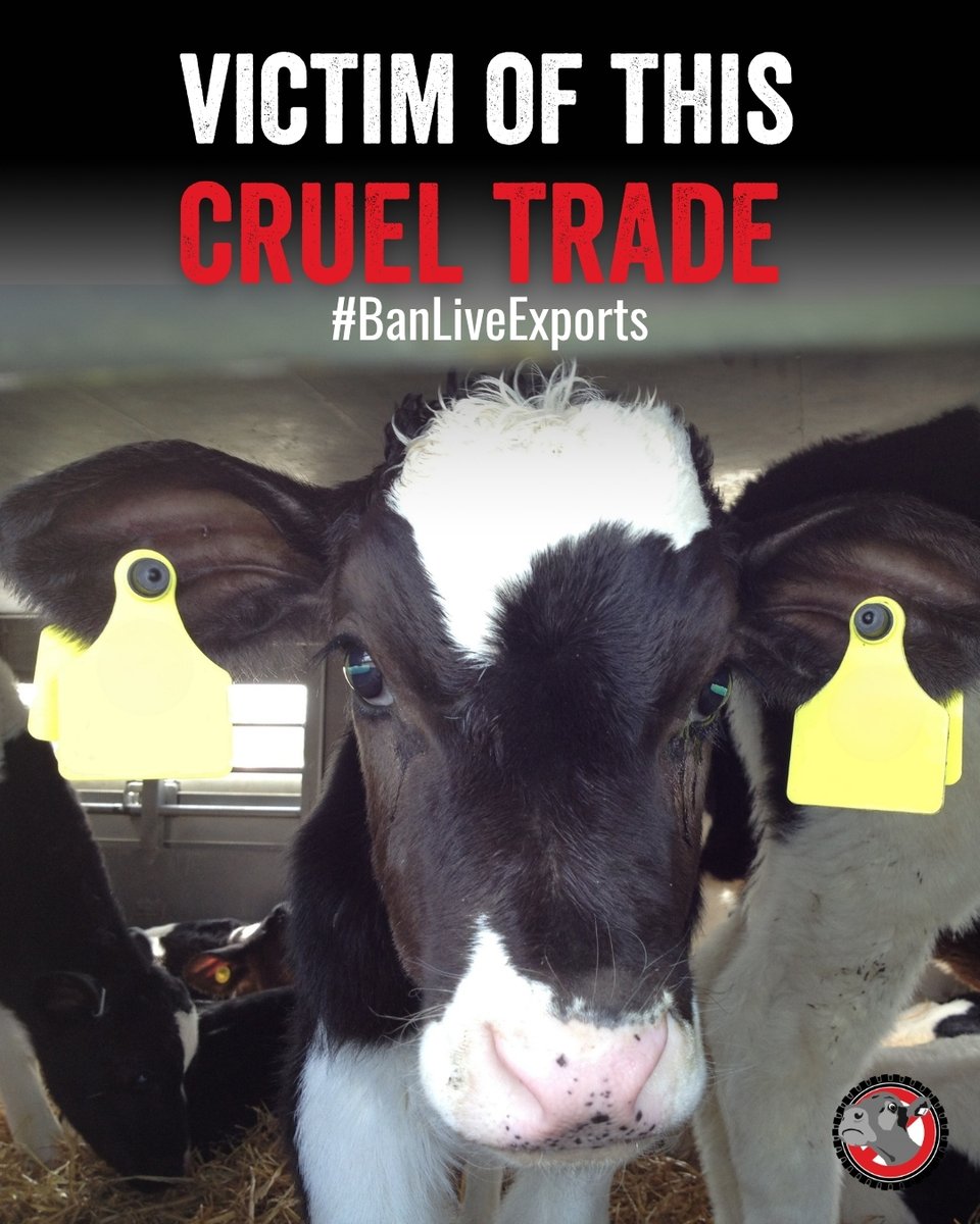 CIWF_Global's tweet photo. Brittany Ferries: it’s time to #BanLiveExports.

They’re exporting vulnerable, unweaned calves - just weeks old - forcing them to endure 18-hour sea journeys without food.

We won’t stop campaigning until this cruelty ends. 

Take action: https://t.co/mLuZZeqyIt https://t.co/9iu1r14P9L