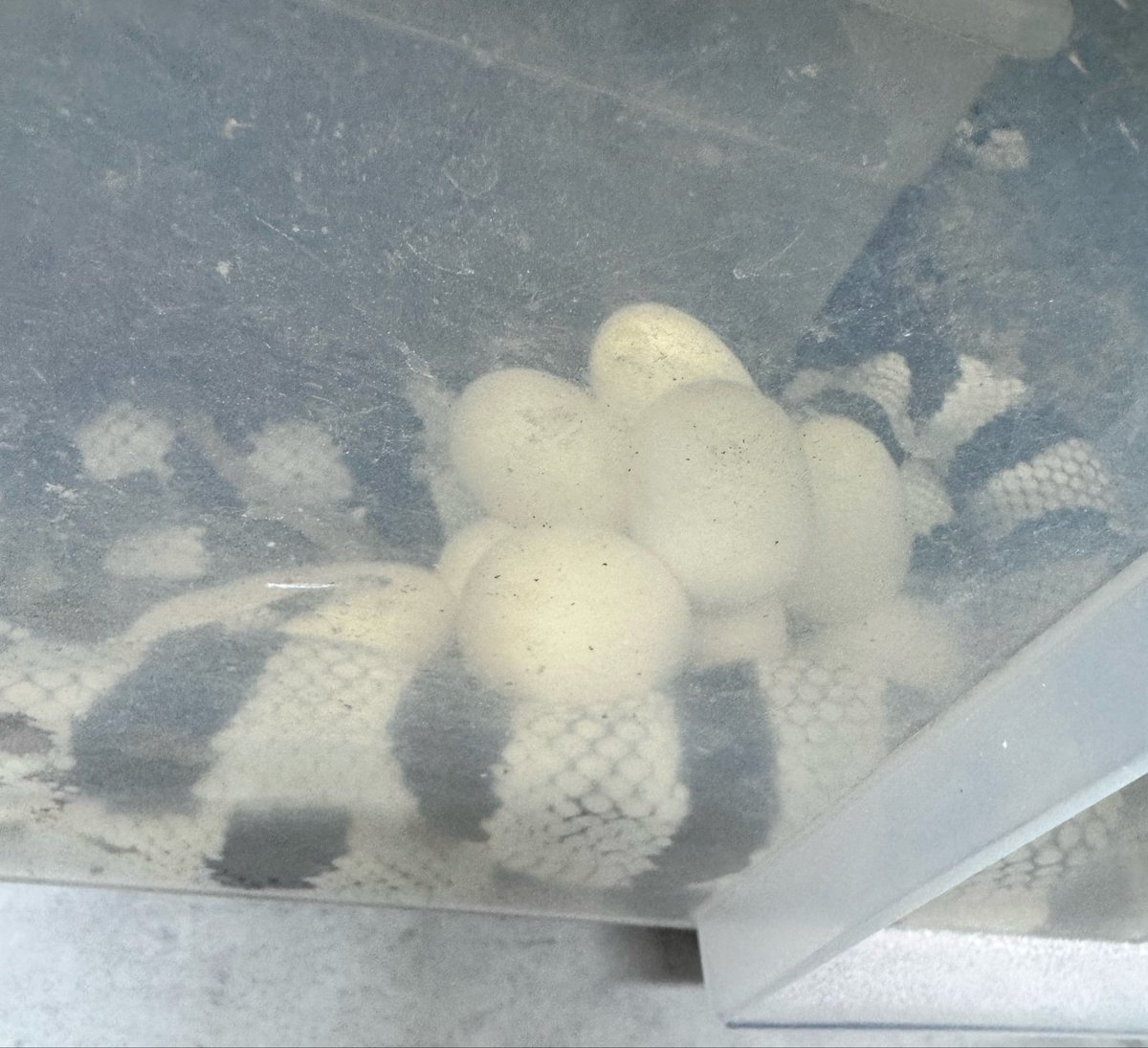 Repmoff's tweet photo. カリキンが卵産んでた🥚🥚🥚🥚🥚
はじめまして、、、😫😫
どうしたら上手く孵化させられますか、、
ニシアフの時失敗したから怖い🥲
#蛇 #カリキン #カルフォルニアキングスネーク #孵化 #爬虫類 #爬虫類好きと繋がりたい https://t.co/bUTWlHPVHf