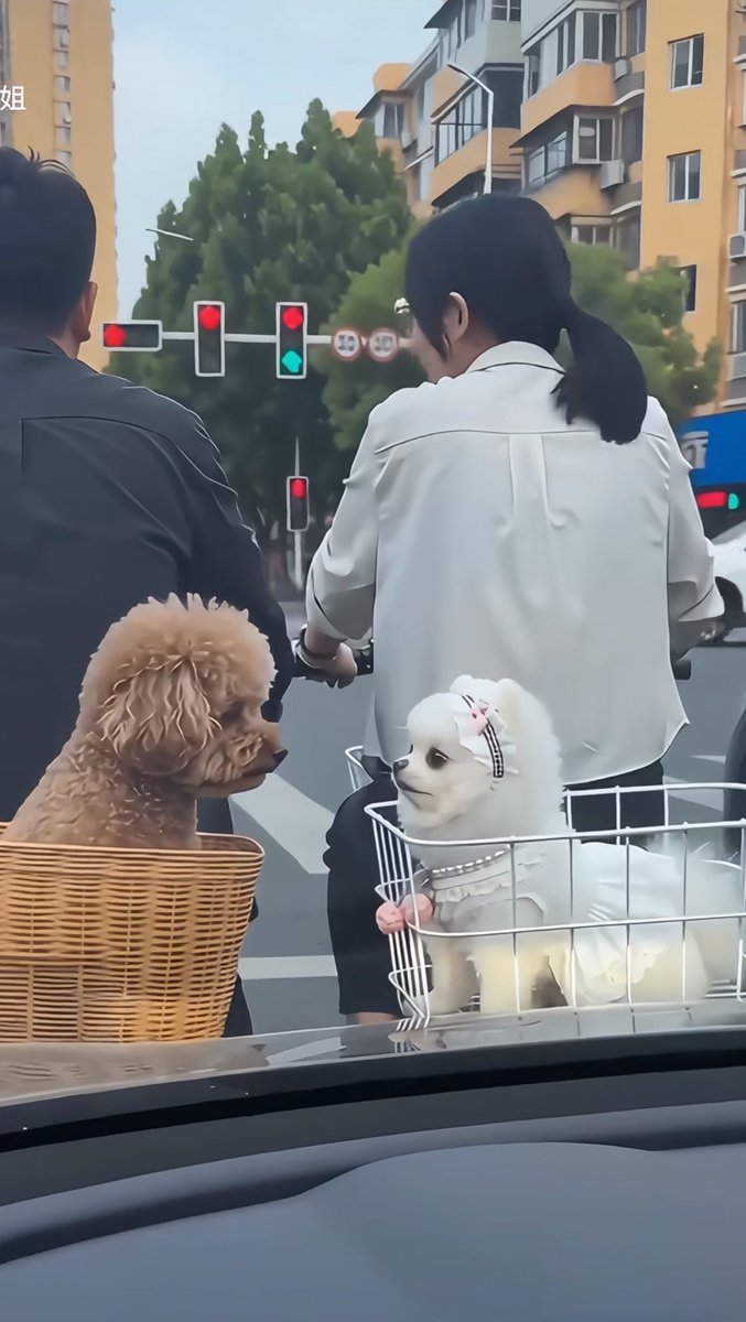 癒しの動物 tweet media