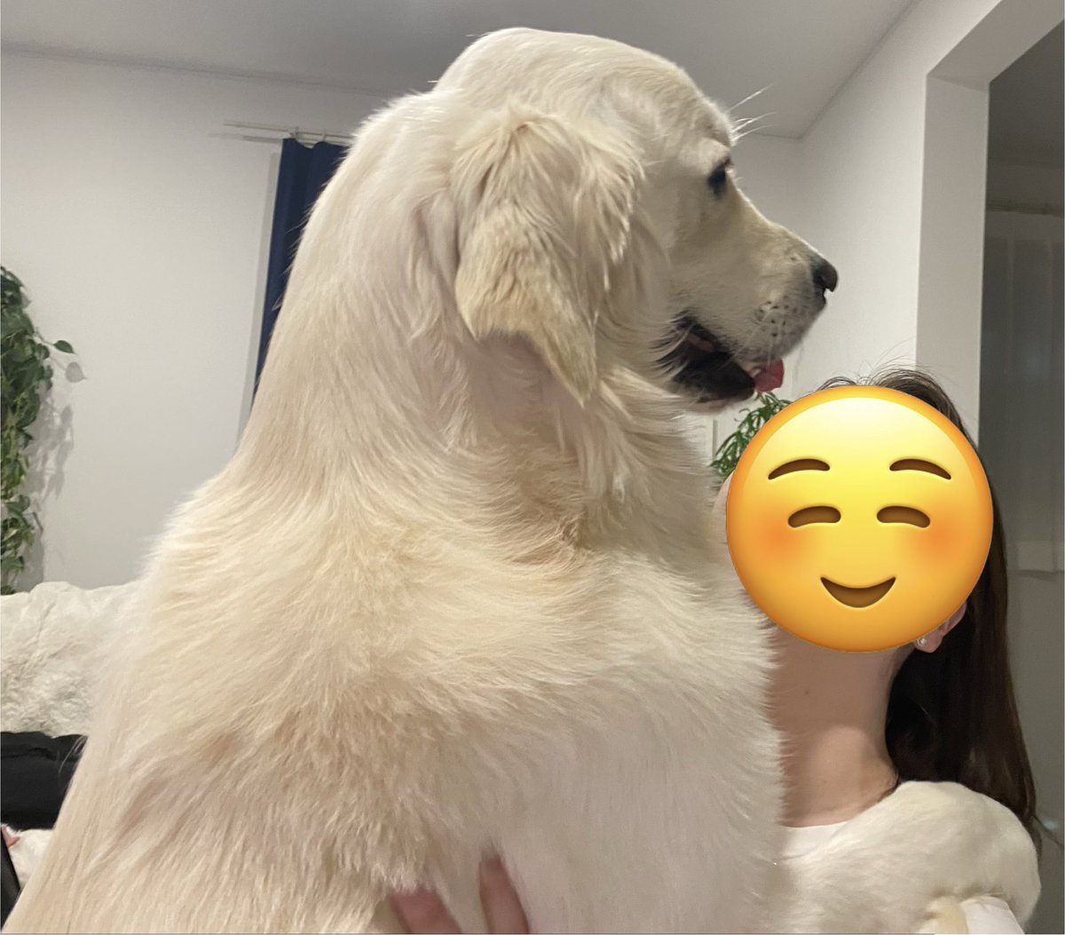 Aslan🐶 tweet media